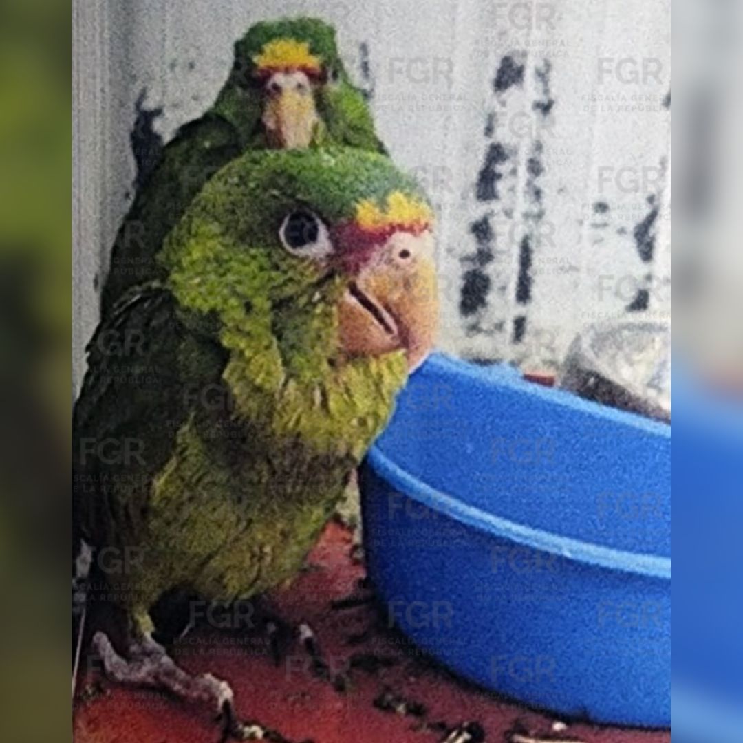Loro en peligro de extinción